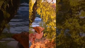 Ах, вы, Клёны, Клёны...