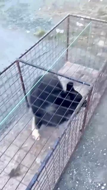 🟥🟥🟥🟥🟥🆘🆘🆘🟥🟥🟥🟥🟥

SOS! В Орске, после короткой передышки, вновь начался СМЕРТЕЛЬНЫЙ ОТЛОВ!