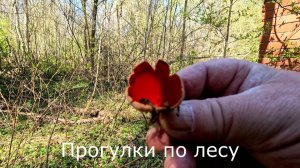 Прогулки по лесу. Поменял телефон. Скворец поет. Нашел саркосцыфы.