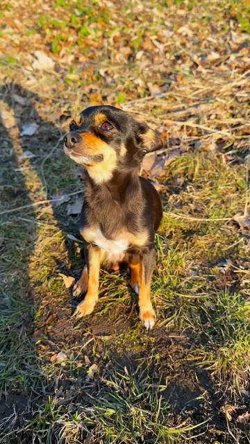 Китайка и Большая Собака😂🤣