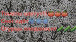 Томаты на ранний урожай цветут!Перцы на бутонах!Огурцы плодоносят!Обзор рассады на 26 апреля 26 год!