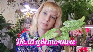 Дела цветочные: переукоренение алоказии, наращивание корешков в аквагрунте, клоны