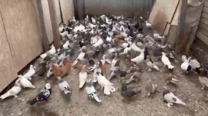 26.04.2025г Гон Птицы после ст.Бронницы!!!