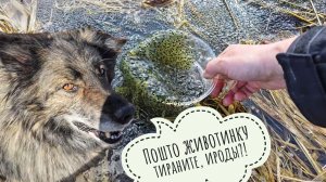 Лося пугать нельзя кормить! Спасение тысячи лягушенек: два подвига за день!