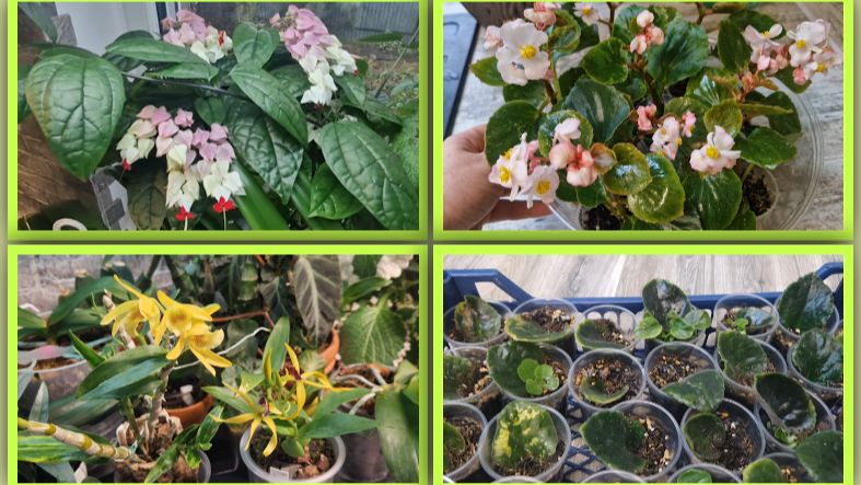 Цветущие редкости оранжереи. Уход за комнатными цветами.