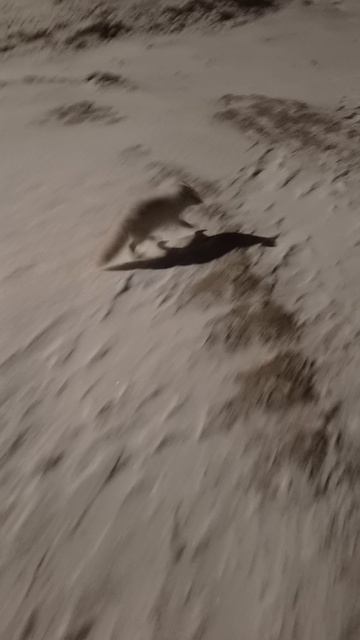 вечером приходит