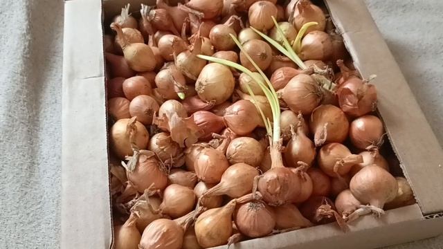 Лук севок пророс, что делать? 🤔