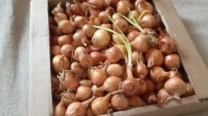 Лук севок пророс, что делать? 🤔