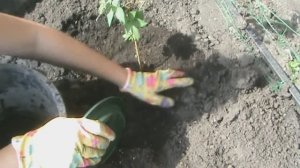 Посадка Клематиса в открытый грунт_Секреты правильной высадки