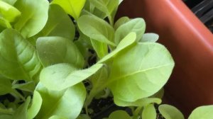 Рассада Табака (закаливание)