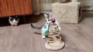 Кошка-мать и её котята, Том и Винни.