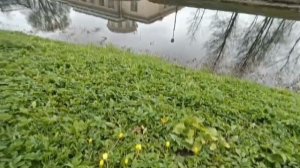 Каббала Тора и цветы