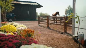 Госпожа Дила 85 серия (сериал, 2012)