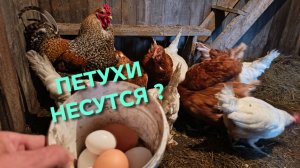 Петух занесся быстрее чем мои куры Ну и дела