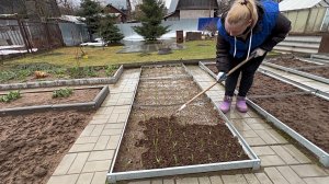 25 апреля. Первая подкормка чеснока. Посадка цветов на рассаду в теплицу.