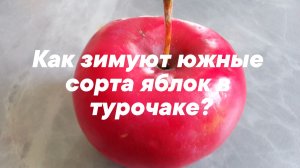Как зимуют южные сорта яблок в Турочаке