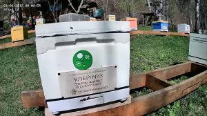 ТВОИ ПЧЁЛЫ - жизнь пчёл в прямом эфире