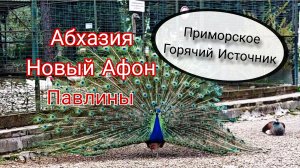 Абхазия Новый Афон, Павлины. Приморское, горячий источник.