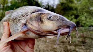 Наловил КРУПНЫХ УСАЧЕЙ на КИЛЬКУ в Томатном Соусе #рыбалка #донка #рыбалканаозере  #рыбалканаречке