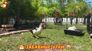 Забавные утки мускусные и пекинские на свободном выгуле со своими друзьями ч.(388) ❣️🤗😂