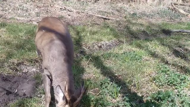 Козлик фото ловушка