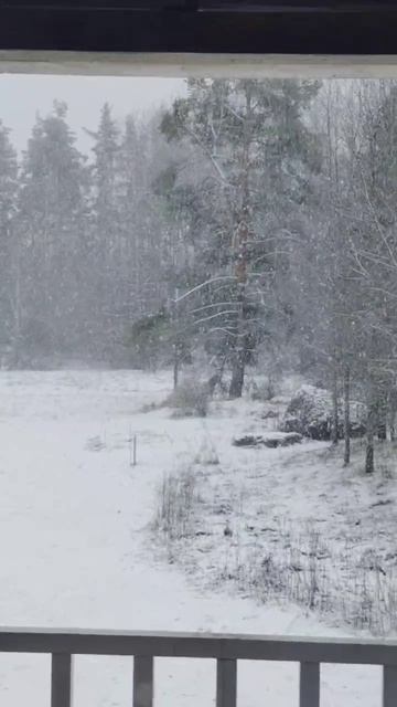 Ленобласть. Хвойное. 26.04.2026. Дача. Снегопад