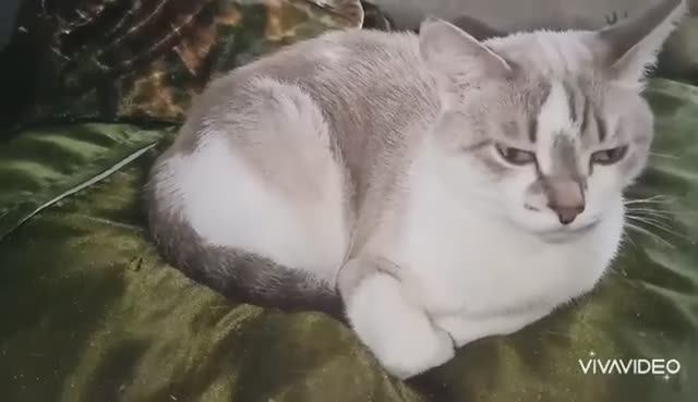 КОШЕЧКИ ВСЕГДА СПАТЬ ХОТЯТ!  ПРИКОЛЬНАЯ ОЗВУЧКА