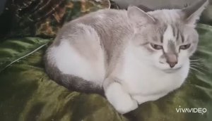 КОШЕЧКИ ВСЕГДА СПАТЬ ХОТЯТ!  ПРИКОЛЬНАЯ ОЗВУЧКА