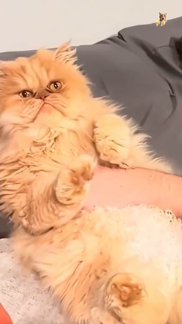 Балдежные котики.😻Веселые котики. Коты хулиганы! Невероятные трюки! #кот #хулига #трюк #смех #short