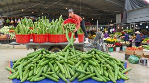 Сбор урожая люффы полный грузовик, и везу продавать на сельский рынок. Фуонг. Вьетнам