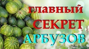 Как вырастить арбузы крупными и сладкими: секреты выращивания вкуснейших арбузов