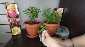 Формировка метельчатой гортензии в домашних условиях.26.04.2026