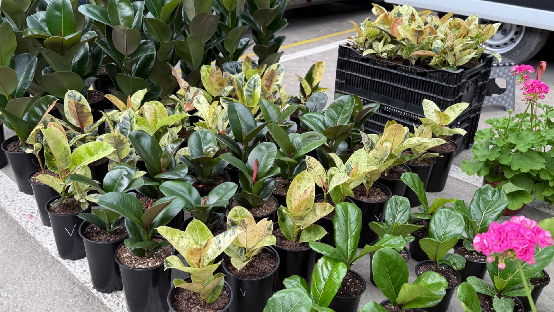 🌷 ЦВЕТОЧНЫЙ РЫНОК КРАСНОДАРА 🌸 НАКУПИЛА КРАСОТЫ НА УЧАСТОК 🌸ВЕСЕННИЙ СЕЗОН 2026 😻 Обзор и цены