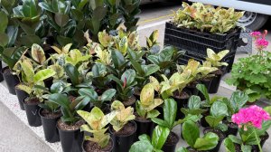 🌷 ЦВЕТОЧНЫЙ РЫНОК КРАСНОДАРА 🌸 НАКУПИЛА КРАСОТЫ  НА УЧАСТОК 🌸ВЕСЕННИЙ СЕЗОН 2026 😻 Обзор и цены