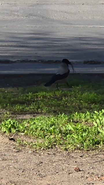 приключение сороки 🐦