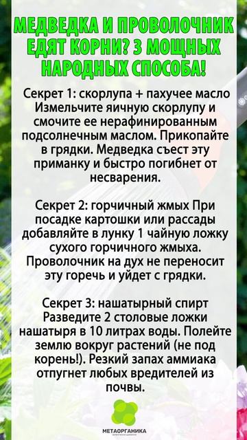 МЕДВЕДКА И ПРОВОЛОЧНИК ЕДЯТ КОРНИ 3 МОЩНЫХ НАРОДНЫХ СПОСОБА!