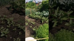 petal_20260425_090342.mp4