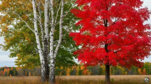 Где-то бродят наши половинки