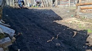 Готовим почву к посеву в полисаднике мотоблоком . Работаем фрезами очень много камней .!