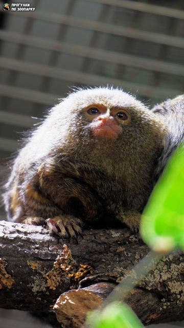 Карликовая игрунка наблюдает. Ленинградский зоопарк