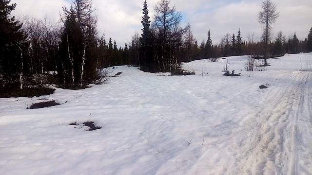 Прогулка в весеннем лесу