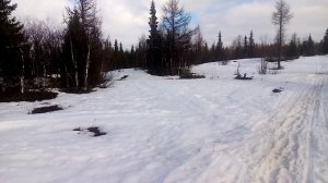 Прогулка в весеннем лесу