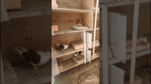 голуби Ломова Вакцинирую 26