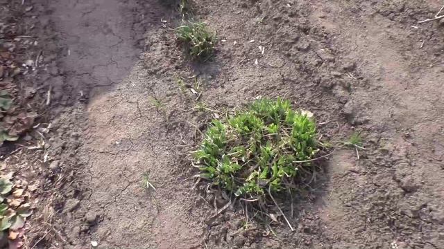 Многолетние луки в конце апреля