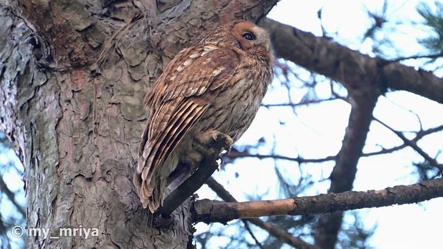 Совы Крыма. Серые неясыти.