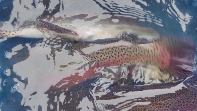 запуск форели