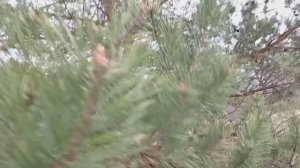 Прогулка по лесу, эмоции и впечатления