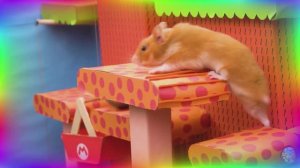 Умный хомяк все лабиринты! Испытание ума! часть 3