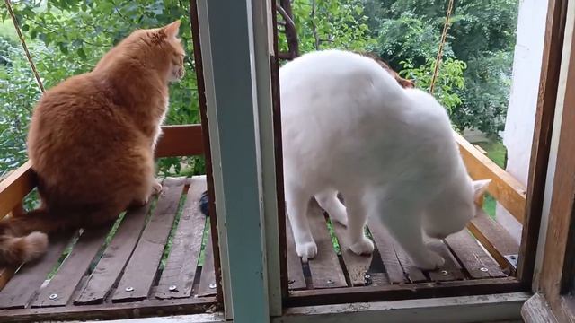 Кот-обормот