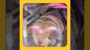 1000057098.mp4 (Собака наблюдает за устройством лестницы на 2-ой этаж в доме А-фрейм)